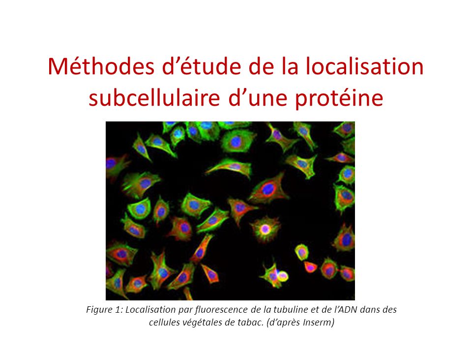 Équipe Dynamique du protéome et biogenèse du chloroplaste